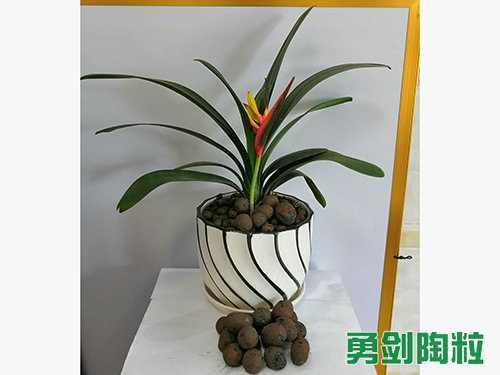 绿化陶粒9