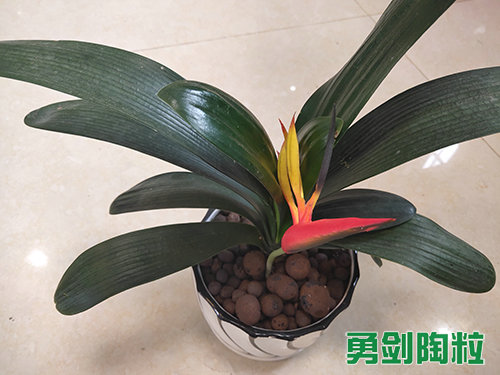 绿化陶粒8